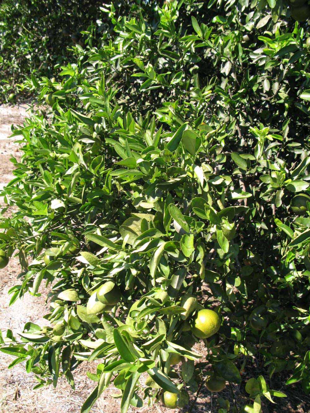              Sun leaves (Winter Haven, FL)       